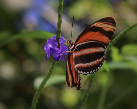 The Banded Orange butterfly 