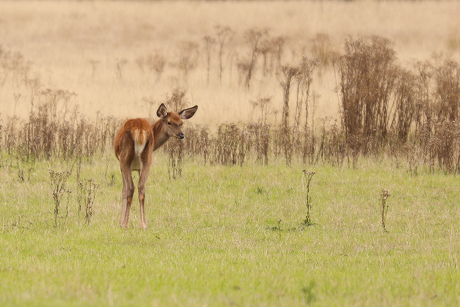 Baby deer