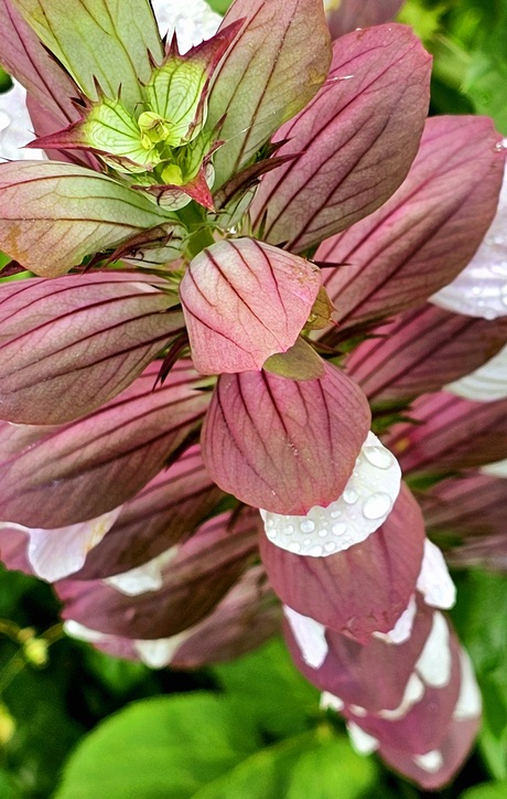 Wonderlijke manifestatie 