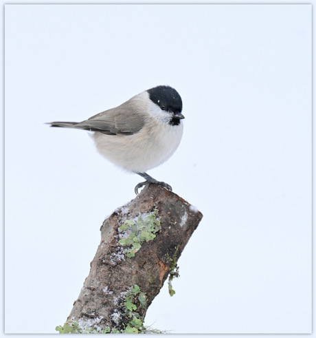 Glanskopje in wintersfeer