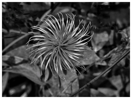 Klimatis zaadpluis in zwart-wit 