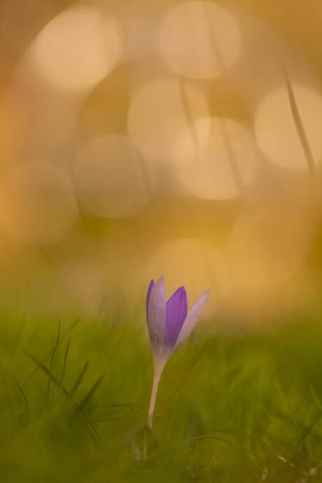 Crocus