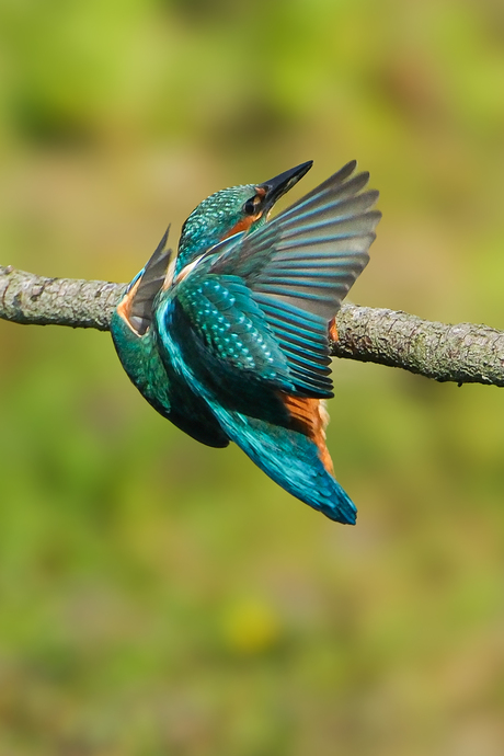 ijsvogel