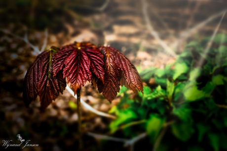 New life in the forest