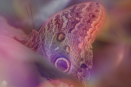 Butterfly Morpho peleides