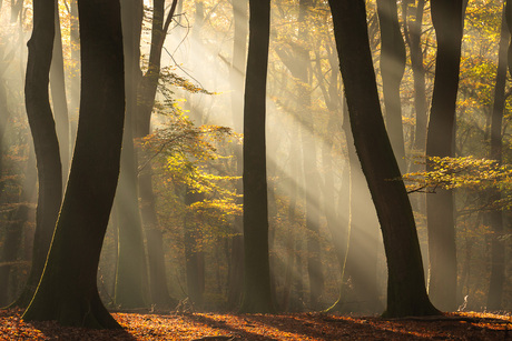 Dansende bomen in het bos