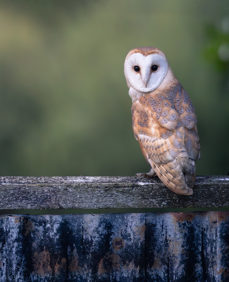 Barn Owl in an old barn in the UK