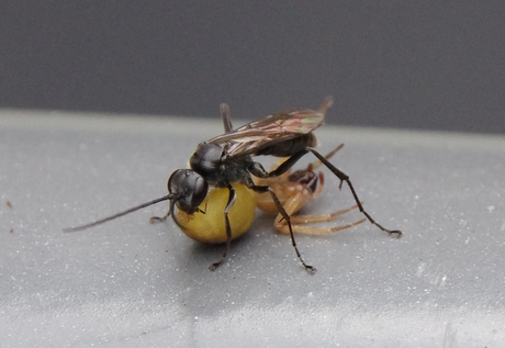 Sluipwesp en spin 