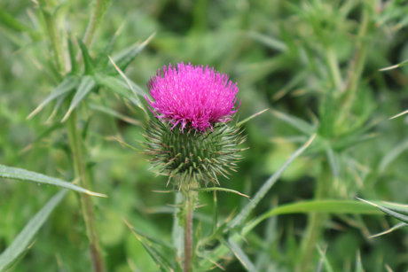 Speerdistel