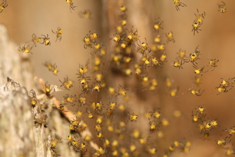 Kruisspin nest