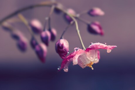 Elfenbloem 2