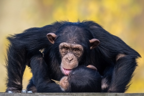 chimpansees spelen samen