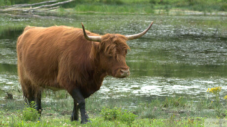 Schotse Hooglander