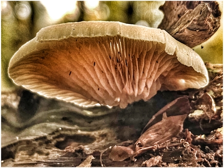 Crepidotus mollis