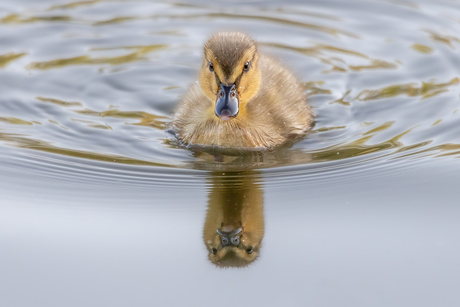 Spiegelbeeld... oh spiegelbeeld