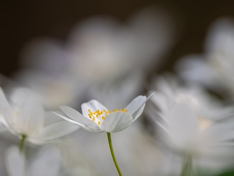 Witte bosanemoon met een rustig gevederde achtergrond