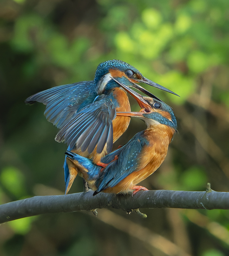 Parende ijsvogels