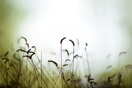 I only have eyes for you