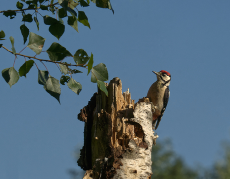 Wood to peck'r