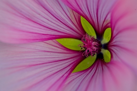 kleuren en lijnen in eigen wildtuin