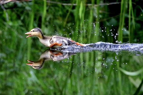 Speedduck