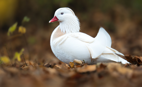 Bijzondere mandarijneend