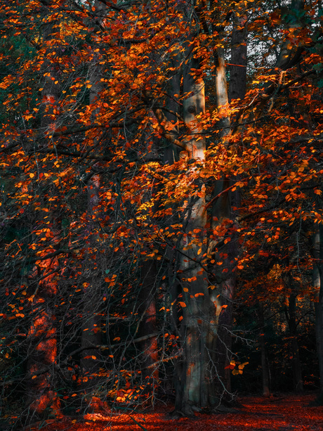 herfst bos