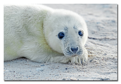      Young seal pup!