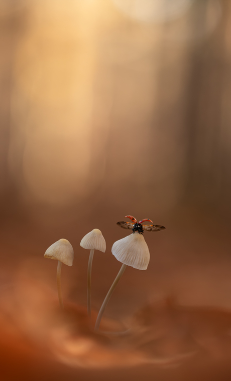 Geduld wordt beloond