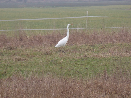 Een Grote Zilverreiger 2