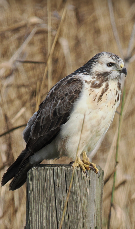 Buizerd