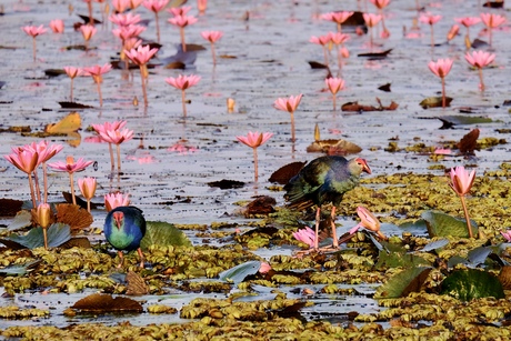 red lotus lake Thailand