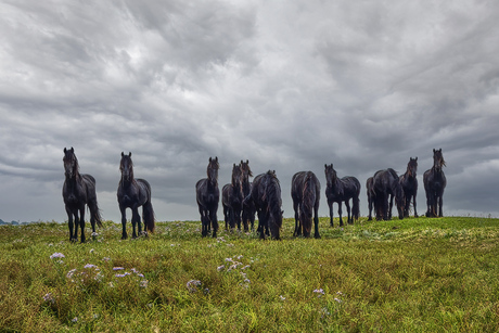 Paarden op de buitendijkse kwelders bij Holwerd