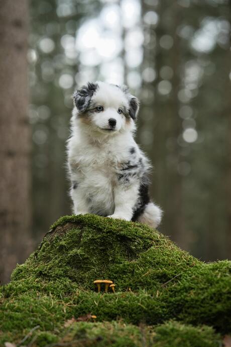 Schattige Australian Shepherd puppy in het bos