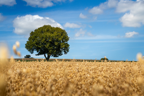 Luxemburgs landschap