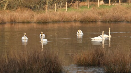 Wilde Zwanen.