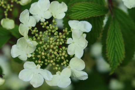 Viburnum 