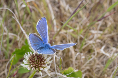 Blauwe kleine vlinder