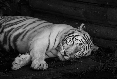The Majestic Sleeping Bengal Tiger