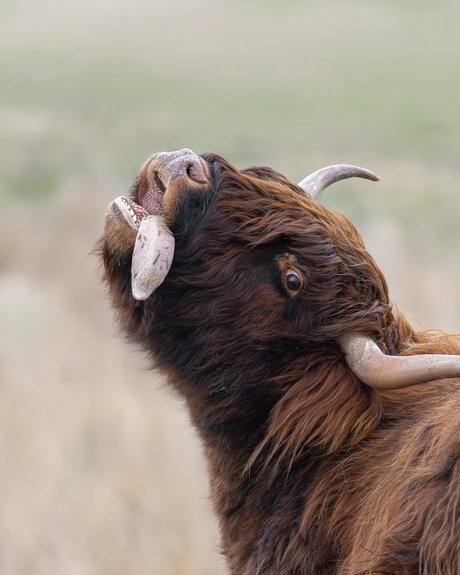 gekke bekken trekken 