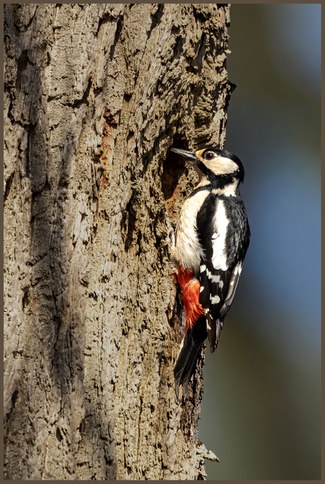 Bonte specht aan het werk
