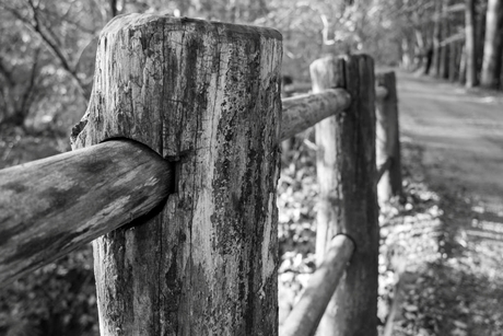 Bruggetje in het bos