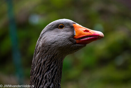 Hans de gans maar dan minder paars 