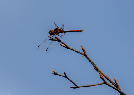 Nagenoeg geen vogels bij het vakantieadres,dan maar op insectenjacht.