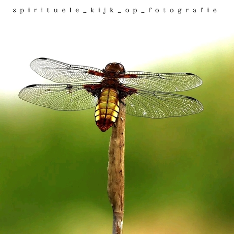 Vrouwtjes platbuik libelle