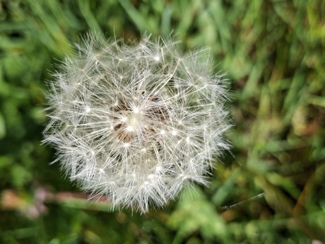 Uitgebloeide boterbloem