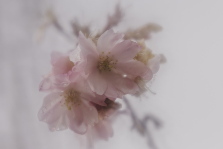 Winter bloesem prunus