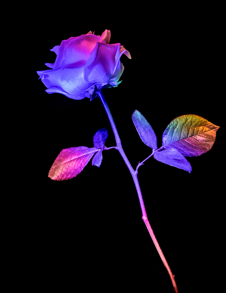 Kiss from a rose (2).....