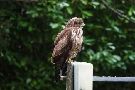 Buizerd 