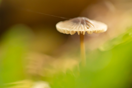 In het bos